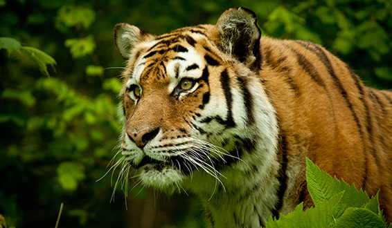 A tiger in a forest